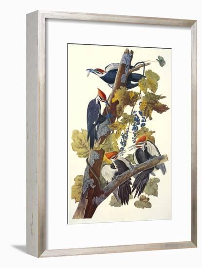 Pileated Woodpecker-John James Audubon-Framed Art Print