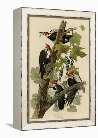 Pileated Woodpecker-null-Framed Premier Image Canvas