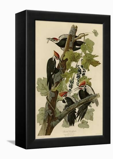 Pileated Woodpecker-null-Framed Premier Image Canvas