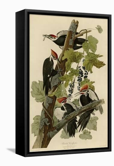 Pileated Woodpecker-null-Framed Premier Image Canvas