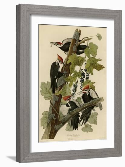 Pileated Woodpecker-null-Framed Giclee Print