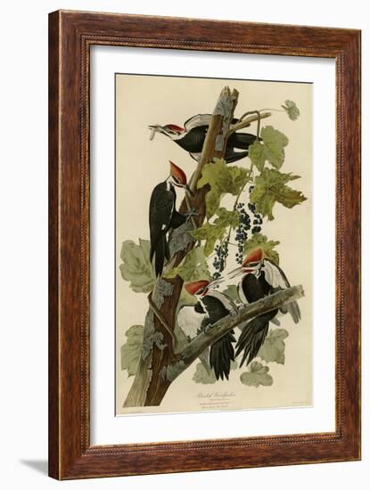 Pileated Woodpecker-null-Framed Giclee Print