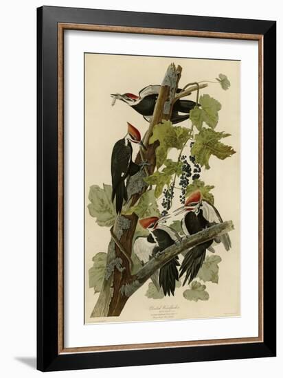 Pileated Woodpecker-null-Framed Giclee Print