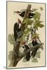 Pileated Woodpecker-null-Mounted Giclee Print