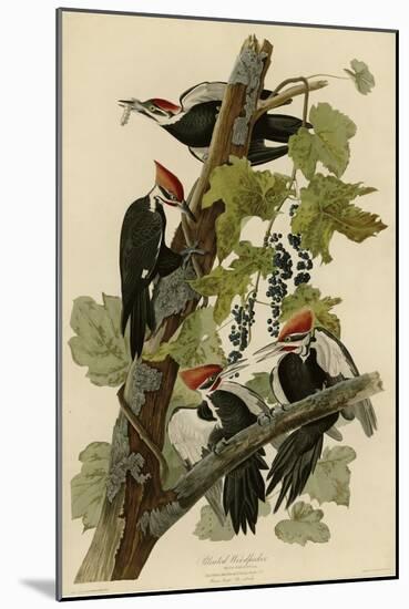 Pileated Woodpecker-null-Mounted Giclee Print