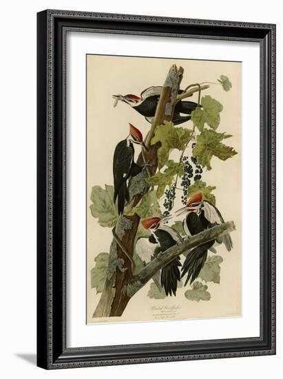 Pileated Woodpecker-null-Framed Giclee Print