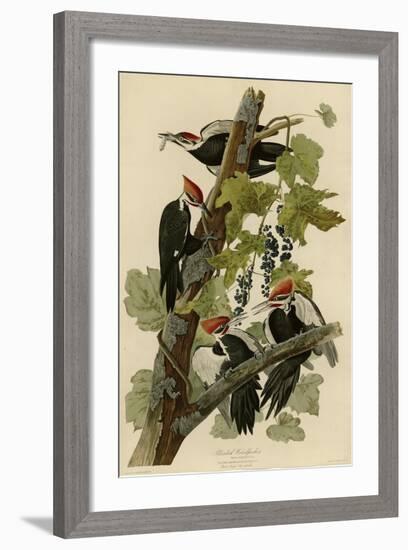 Pileated Woodpecker-null-Framed Giclee Print