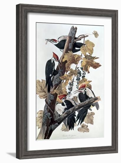 Pileated Woodpeckers-John James Audubon-Framed Giclee Print
