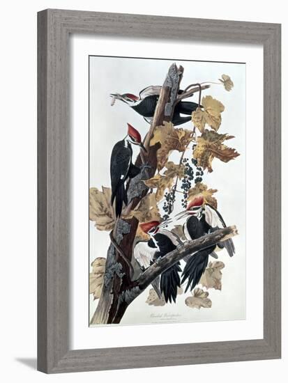 Pileated Woodpeckers-John James Audubon-Framed Giclee Print