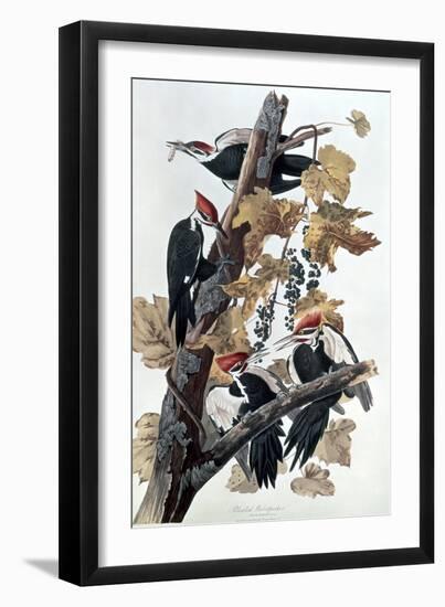 Pileated Woodpeckers-John James Audubon-Framed Giclee Print