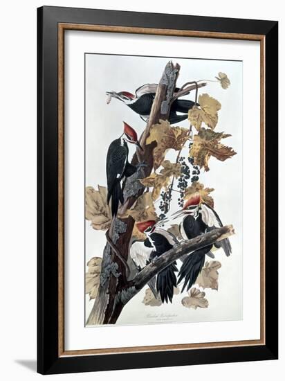 Pileated Woodpeckers-John James Audubon-Framed Giclee Print