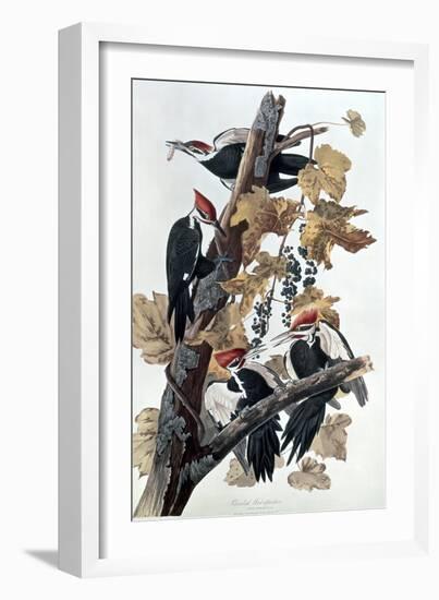 Pileated Woodpeckers-John James Audubon-Framed Giclee Print