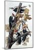 Pileated Woodpeckers-John James Audubon-Mounted Giclee Print