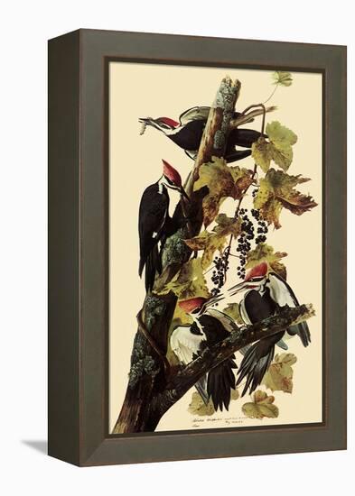 Pileated Woodpeckers-John James Audubon-Framed Premier Image Canvas