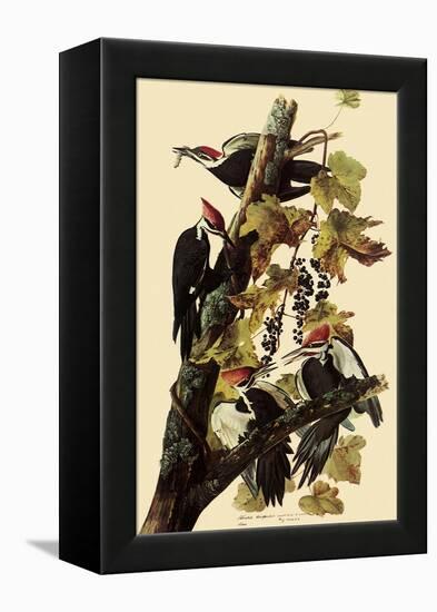 Pileated Woodpeckers-John James Audubon-Framed Premier Image Canvas