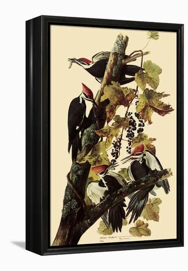 Pileated Woodpeckers-John James Audubon-Framed Premier Image Canvas