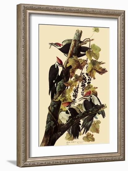 Pileated Woodpeckers-John James Audubon-Framed Giclee Print