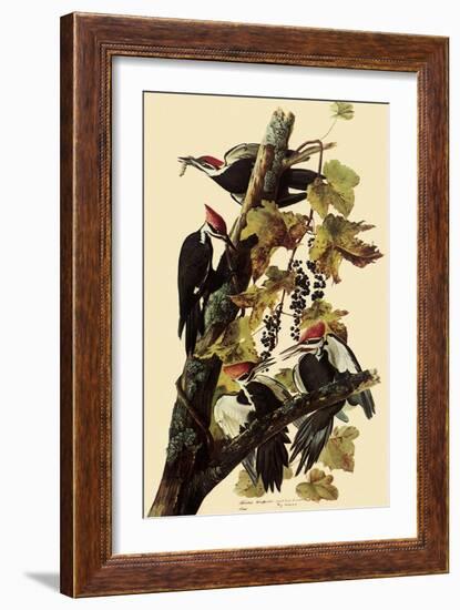 Pileated Woodpeckers-John James Audubon-Framed Giclee Print