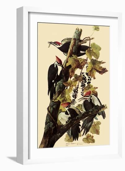 Pileated Woodpeckers-John James Audubon-Framed Giclee Print