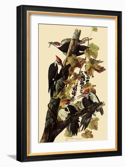 Pileated Woodpeckers-John James Audubon-Framed Giclee Print