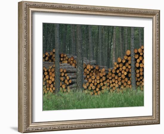 Piles of Logs in Woodland, Les Landes Forest in Aquitaine, France, Europe-Michael Busselle-Framed Photographic Print