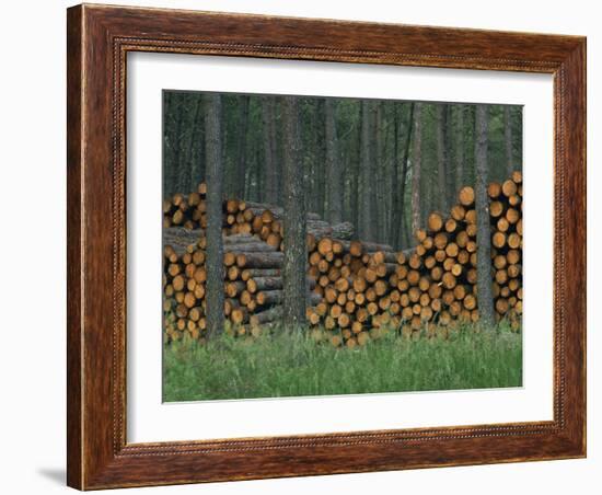 Piles of Logs in Woodland, Les Landes Forest in Aquitaine, France, Europe-Michael Busselle-Framed Photographic Print