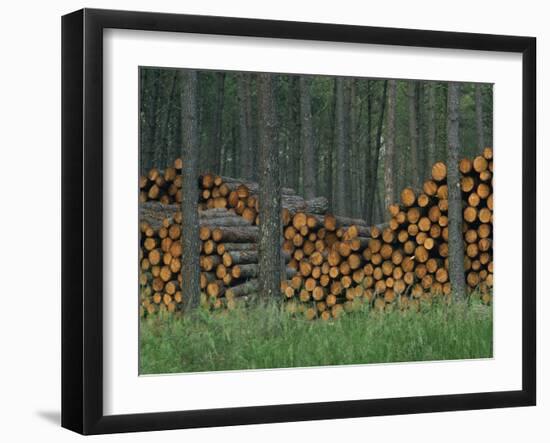 Piles of Logs in Woodland, Les Landes Forest in Aquitaine, France, Europe-Michael Busselle-Framed Photographic Print