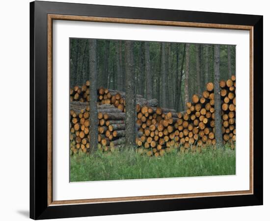 Piles of Logs in Woodland, Les Landes Forest in Aquitaine, France, Europe-Michael Busselle-Framed Photographic Print