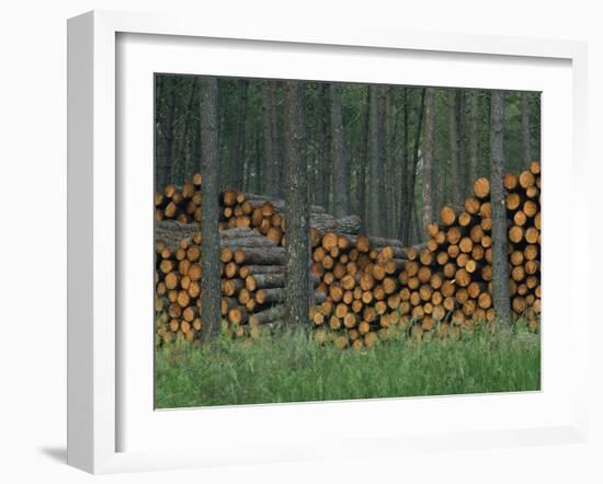 Piles of Logs in Woodland, Les Landes Forest in Aquitaine, France, Europe-Michael Busselle-Framed Photographic Print