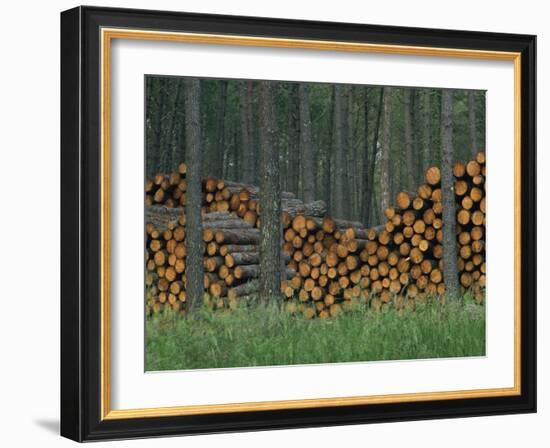 Piles of Logs in Woodland, Les Landes Forest in Aquitaine, France, Europe-Michael Busselle-Framed Photographic Print