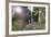 Pilgrims on Daimon-Zaka Nachi Tokaido Pilgrimage Route, Wakayama Prefecture, Honshu, Japan, Asia-Christian Kober-Framed Photographic Print