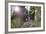 Pilgrims on Daimon-Zaka Nachi Tokaido Pilgrimage Route, Wakayama Prefecture, Honshu, Japan, Asia-Christian Kober-Framed Photographic Print