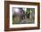 Pilgrims on Daimon-Zaka Nachi Tokaido Pilgrimage Route, Wakayama Prefecture, Honshu, Japan, Asia-Christian Kober-Framed Photographic Print