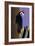 Piliated Woodpecker-Marie Sansone-Framed Giclee Print