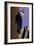 Piliated Woodpecker-Marie Sansone-Framed Giclee Print
