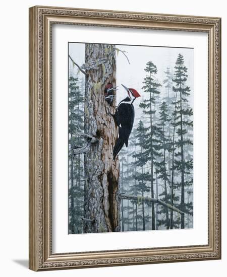 Piliated Woodpeckers-Jeff Tift-Framed Giclee Print