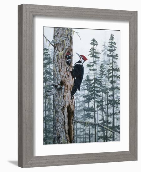 Piliated Woodpeckers-Jeff Tift-Framed Giclee Print