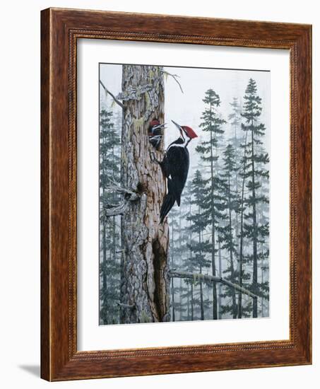 Piliated Woodpeckers-Jeff Tift-Framed Giclee Print