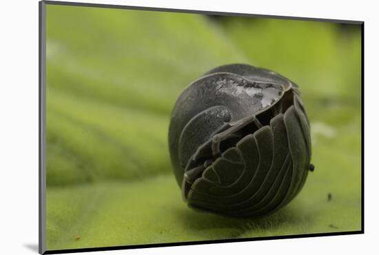 Pill Woodlouse (Armadillidium Vulgare) Rolled Up On In Defenisve Ball-Philip Dalton-Mounted Photographic Print