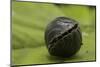 Pill Woodlouse (Armadillidium Vulgare) Rolled Up On In Defenisve Ball-Philip Dalton-Mounted Photographic Print