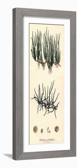 Pillwort-Hulton Archive-Framed Photographic Print