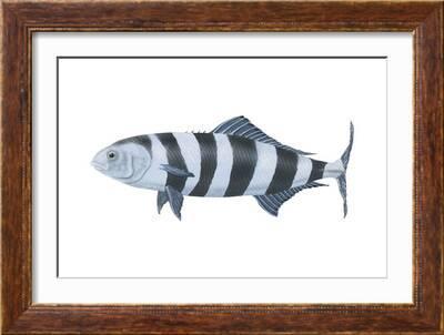 Pilot Fish (Naucrates Ductor), Fishes' Art Print - Encyclopaedia