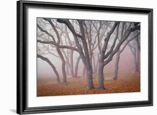 Pilot Road Trees-David Winston-Framed Giclee Print