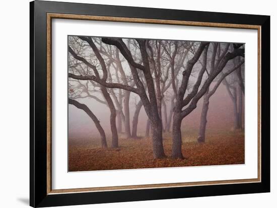 Pilot Road Trees-David Winston-Framed Art Print