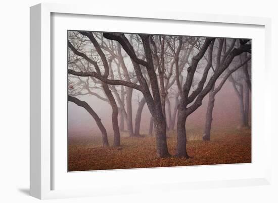 Pilot Road Trees-David Winston-Framed Art Print