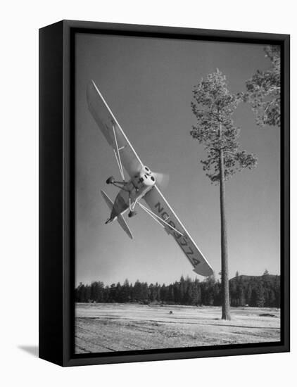 Pilot Sammy Mason Flying around a Tree During a Performance of His California Air Circus-Loomis Dean-Framed Premier Image Canvas