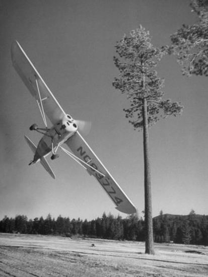 Pilot Sammy Mason Flying Around A Tree During A Performance Of His California Air Circus Photographic Print By Loomis Dean Artcom - 