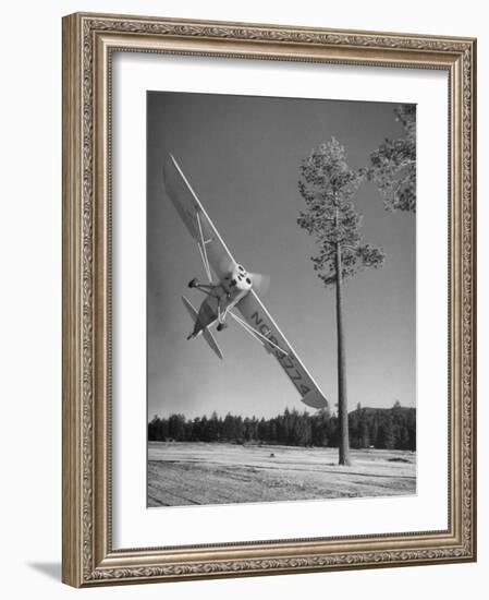 Pilot Sammy Mason Flying around a Tree During a Performance of His California Air Circus-Loomis Dean-Framed Photographic Print