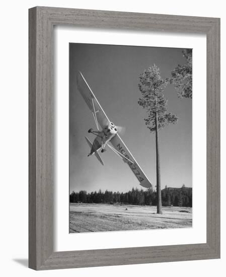 Pilot Sammy Mason Flying around a Tree During a Performance of His California Air Circus-Loomis Dean-Framed Photographic Print