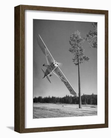 Pilot Sammy Mason Flying around a Tree During a Performance of His California Air Circus-Loomis Dean-Framed Photographic Print